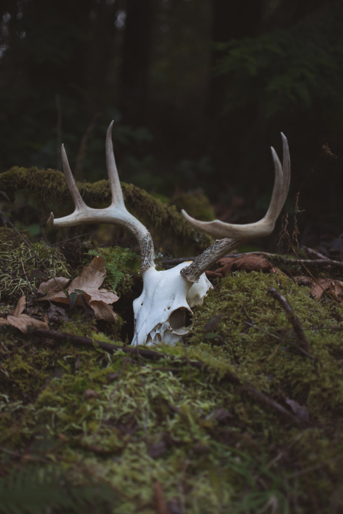 millivedder:  Bone and Moss Print Shop 