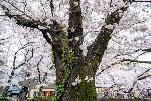 Cherry blossoms along the Meguro River in Tokyo’s Nakameguro neighborhood today. They still ar