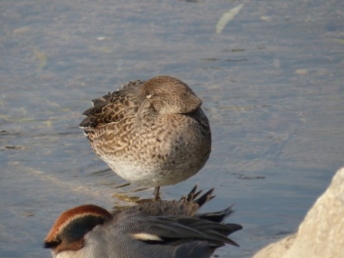 Common Teal　コガモTown Birds ～ 街の鳥 ArchiveTown Sparrow ～ 街のすずめ　Archive