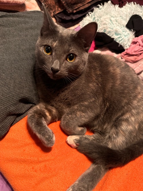 I Wanted To Fold Clothes, But Cleopatra Wanted Attention.
