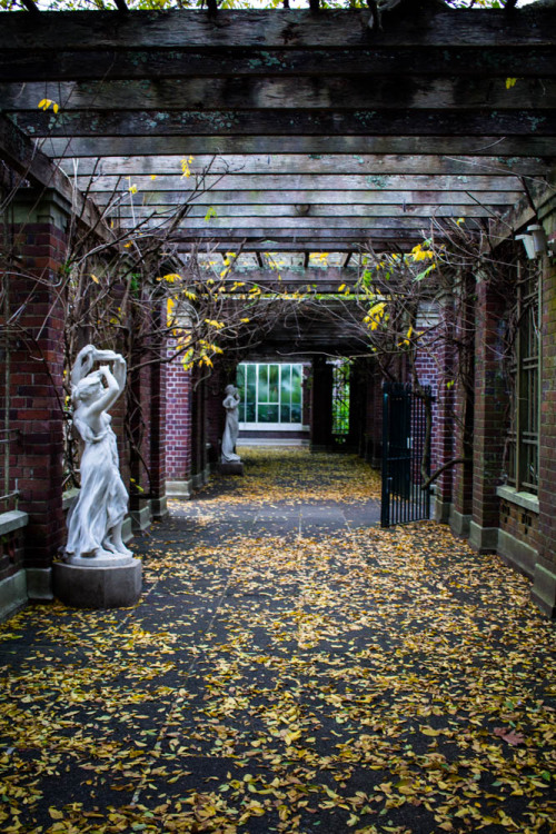 Wintergardens at Auckland Domain