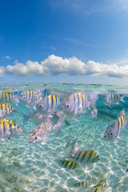 drxgonfly:  Over Under (by Michelle de Villiers)