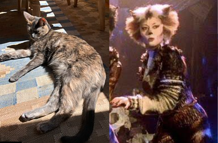 Jelicle Cats As Real Cats! The Queens