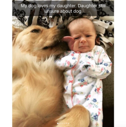 babyanimalgifs:  Dog snaps