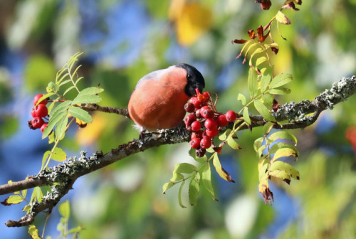 A bullfinch/domherre enjoying rowan berries.