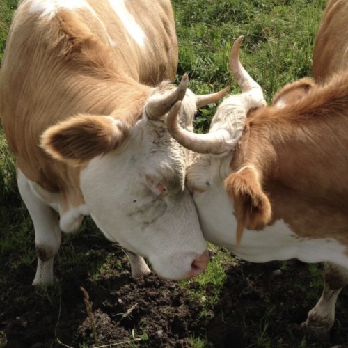 lovelolla:Cows are so smart and loving ♥.O.cow