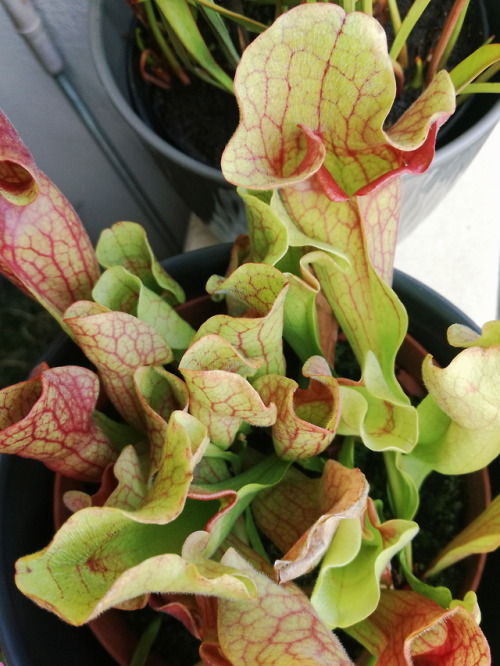 stefano-bonalume - Sarracenia purpurea ssp. venosa