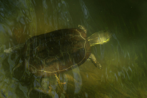 A Chinese pond terrapin - Mauremys reevesii - pootling about in a canal in Kyoto.