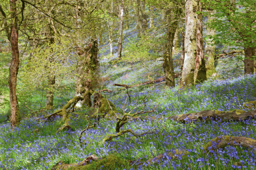 Glen Finglas Bluebells by Robert Trevis-Smith