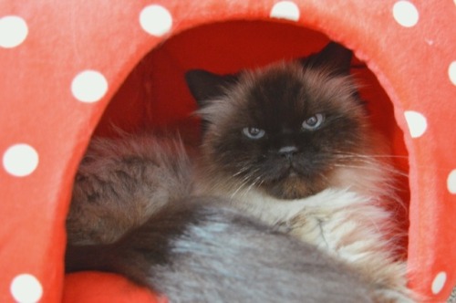 geckoprincess:Hi guys! Ena has gotten a new sister: Anastasia! She is a 7-year-old Himalayan rescued
