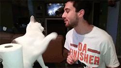 sizvideos:  Cat doesn’t want to give kisses beats up ownerVideo
