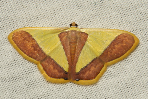 sinobug:Geometrid Moths (Plutodes sp., Ennominae, Geometridae) Plutodes is a genus of Geometrid moth