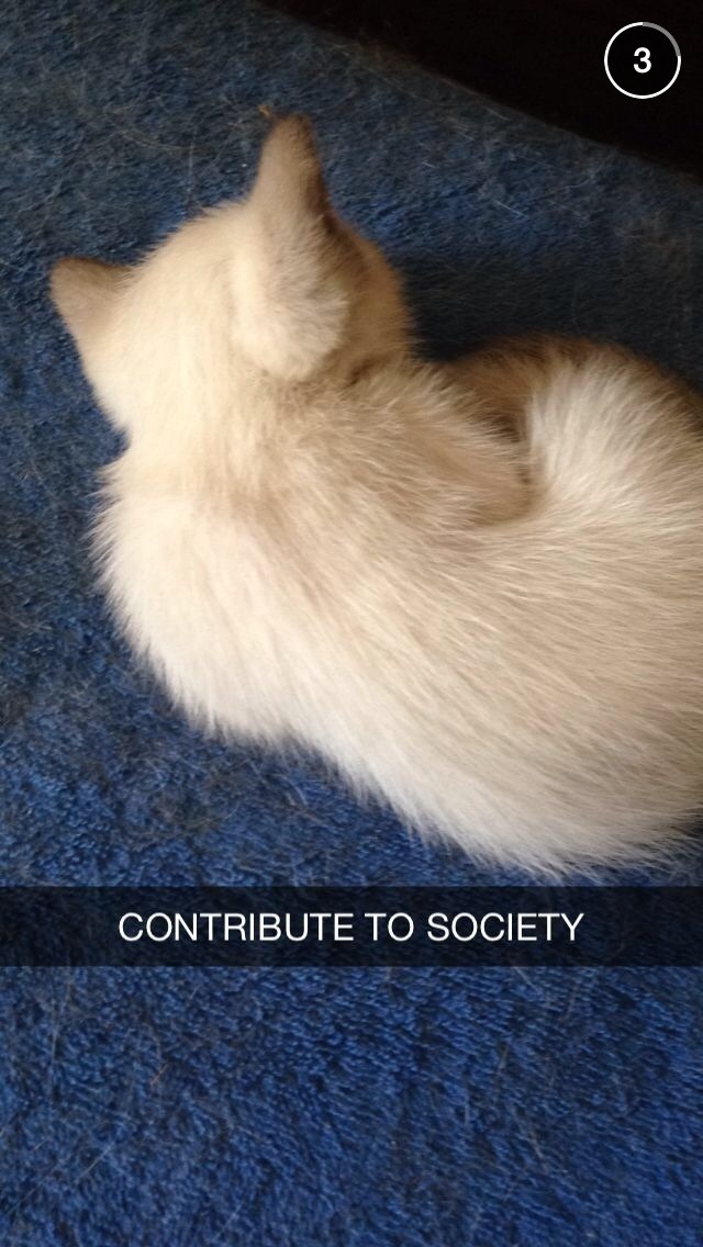 gsdpup:
“ my new siamese kitten came inside for the first time today
”