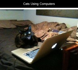 tastefullyoffensive:  Cats Using ComputersPreviously: