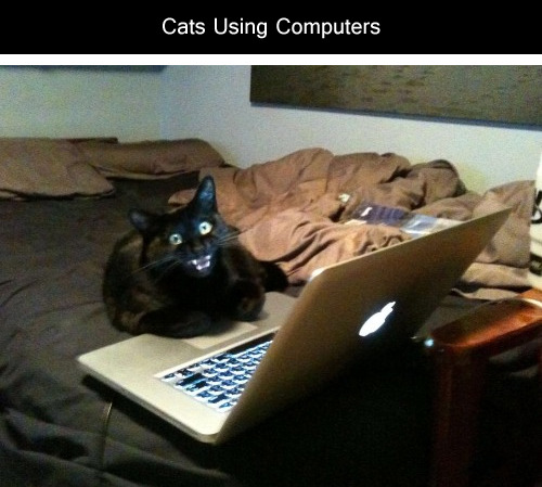Sex tastefullyoffensive:  Cats Using ComputersPreviously: pictures