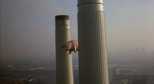 calimarikid:  Pink Floyd Animals photoshoot 1977 