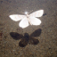 pierisdae