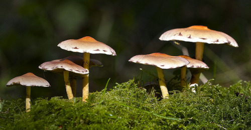 blooms-and-shrooms:Sulphur Tufts ( Hypholoma fasciculare ) by johnrm2013 on Flickr.