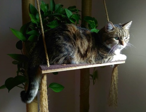 خبرگان آرامش و زیبایی، گربه ها! #گربه_خانگی #گربه  #cat #domesticcat #pet (at Mehrshahr) www