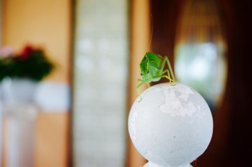 Katydid | 02 #katydid #insects #bug #nature #homestead #nikon #teamnikon