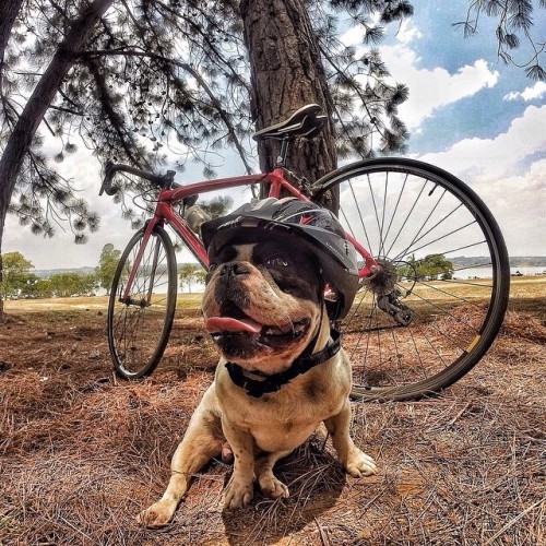 pedalitout: If only this #frenchbulldog could speak. He looks happily exhausted from his ride. #str