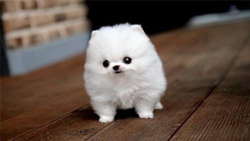 flapjackcat50:  Have some puppies and kittens  Cuteness overload :)