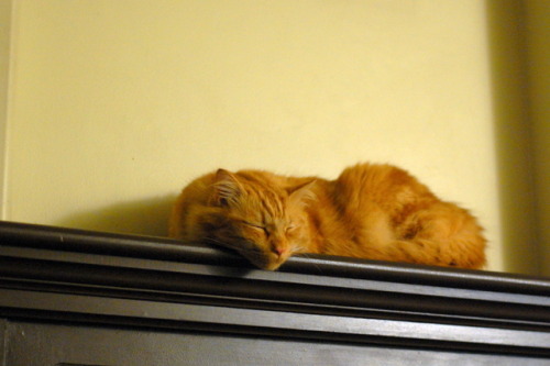 pabuthefirecat:Pabu’s Health Tip #2Make sure you get at least 23 hours of sleep a day.