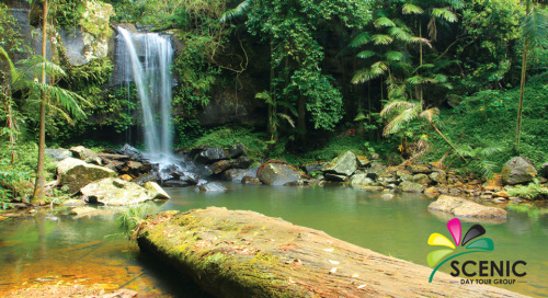 heroinsight: Curtis falls, Tamborine National Park, Australia