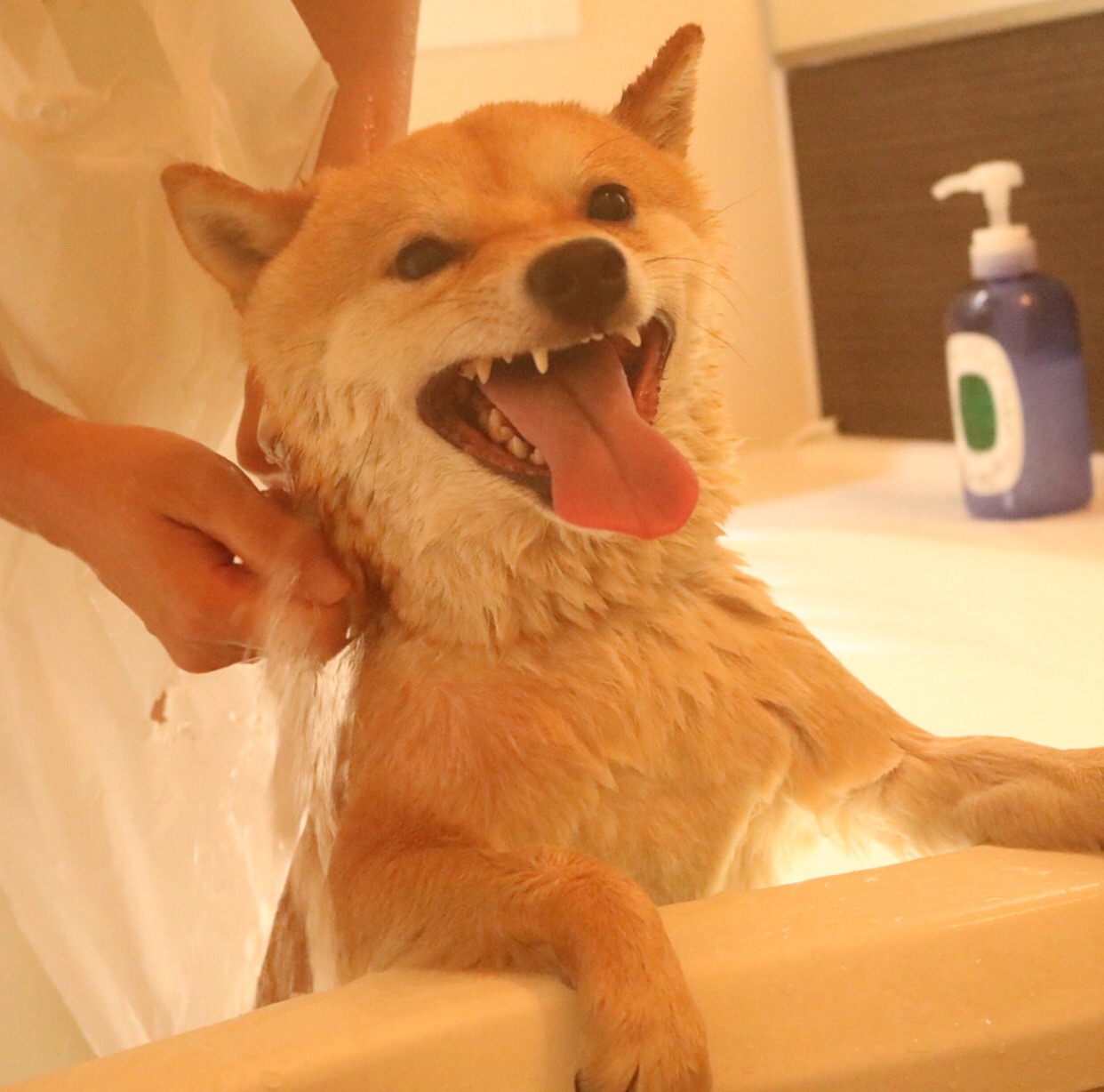 mustardtigress:chiyo bath time