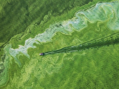 Toxic Algae Bloom Lake Erie