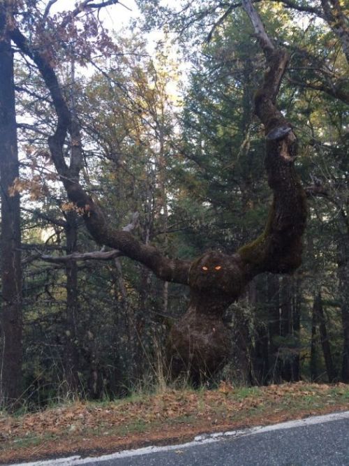 hayley566:  thefabulousweirdtrotters:  Compilation of weird trees   Those aren’t trees. They’re forest creatures disguising themselves as trees. 