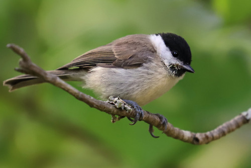 Willow tit/talltita.