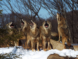 hey-there-little-red-riding-hood:  Wolf choir