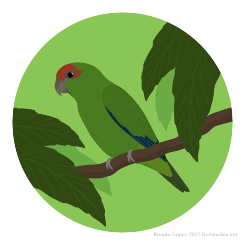 A green parrot with a red patch on its forehead and around its eye, dark blue wing edges, a dark green tail, and light grey feet and bill perches on a branch between clumps of large leaves against a light green background