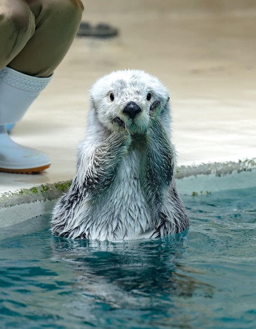 otters