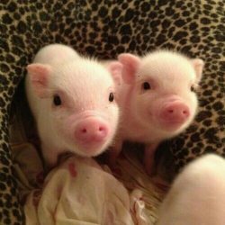 cute-overload:  We need more piglets around