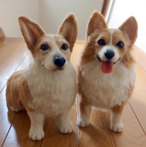 Corgi dog’s name is Lime and Lucy. Very beautiful, big ears were cute dogs. It was finally com