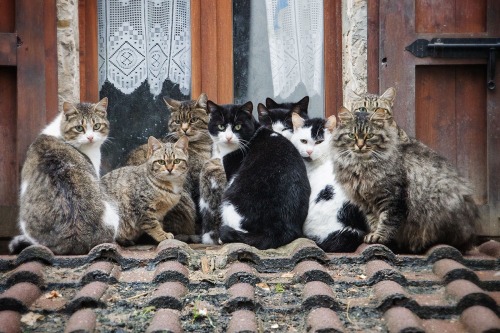 theperfectworldwelcome: mel-cat: Foto di Gruppo ( via Bruna Martini ) Beautiful !!! \O/