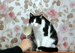 crydaisy:“ahh yes a 2007 Pinot from…Napa Valley I believe? A very good year” 