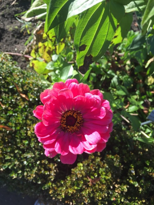 i went to the botanical garden today and saw beautiful flowers and a lemon tree