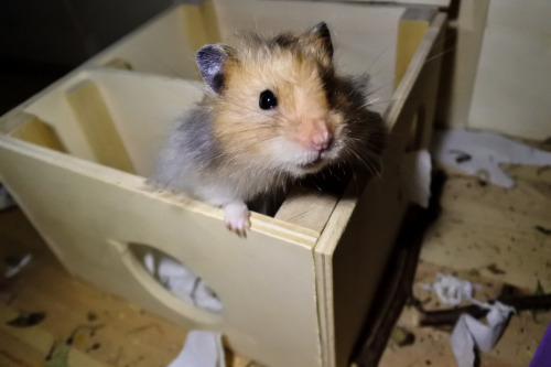 syrian hamster