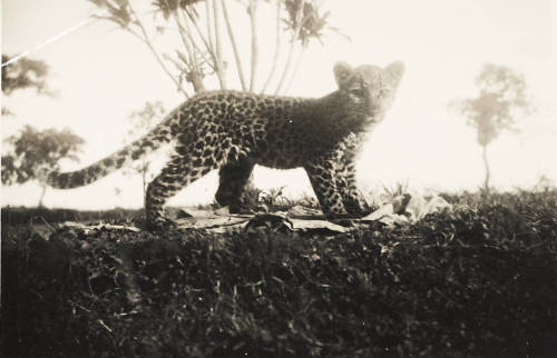 ukpuru:  Leopard cub, in a photo album by Methodist missionaries stationed at Amachara, Umuahia, c. 1938. USC Digital Library.