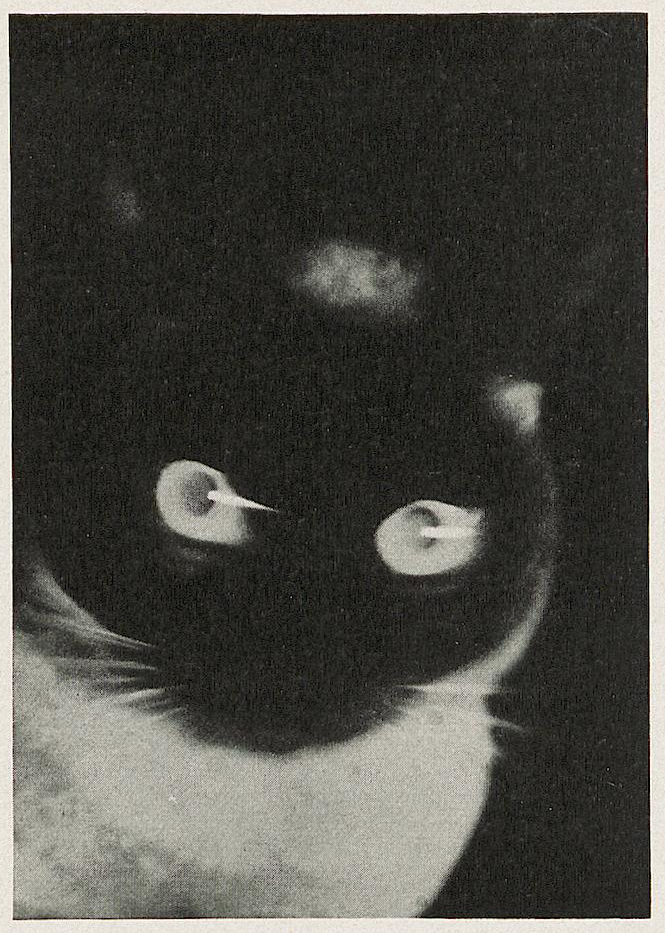 nemfrog:  Cat. Umbo. (Otto Umbehr.)  Das neue Frankfurt. March 1928.Heidelberg University
