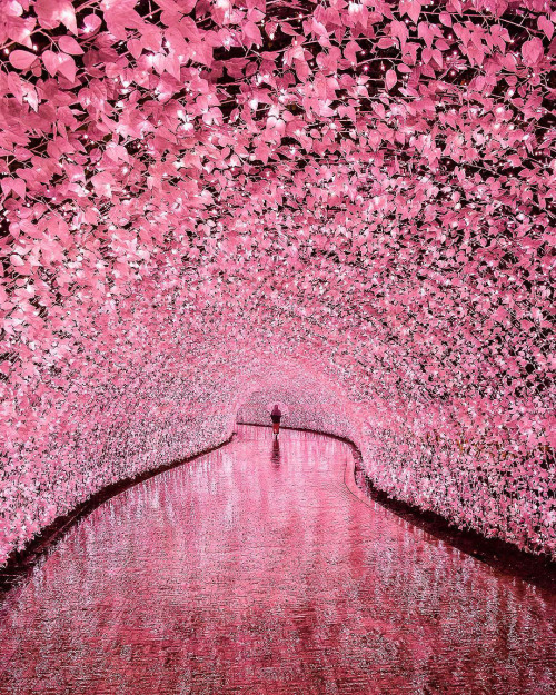 coiour-my-world: “The entrance to another world” | “The illuminated tunnel with thousands of sakura-