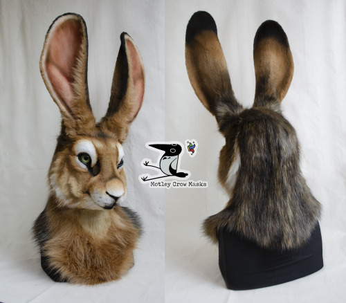 Marche, the jackrabbit! A commission, not for sale