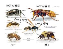 coolthingoftheday:  Bees are our friends. Wasps,