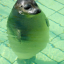 knockedpenguinknees
