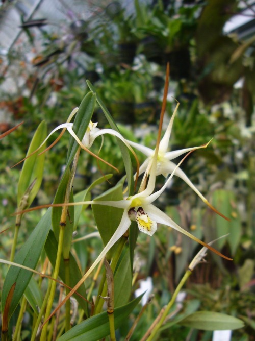 orchid-a-day: Dendrobium aratriferum Syn.: