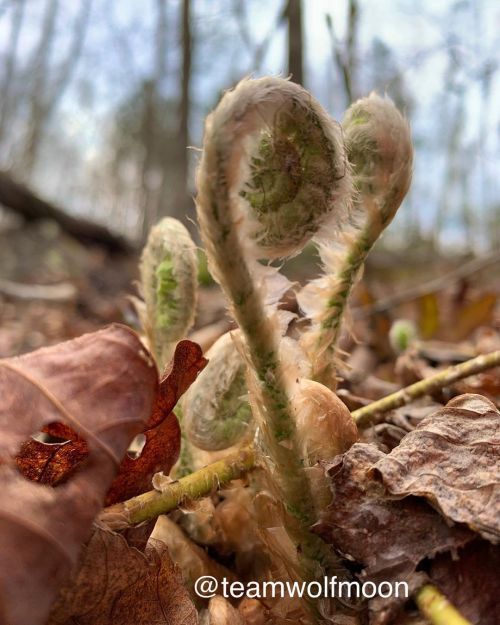 Baby ferns are already popping up in the forests of NW Georgia.#littlethings #springtimeinthemountai