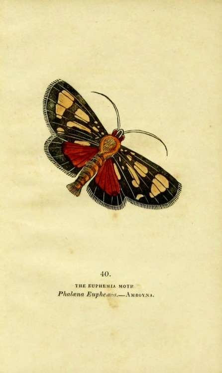 XXX wapiti3:   	The book of butterflies, sphinges, photo